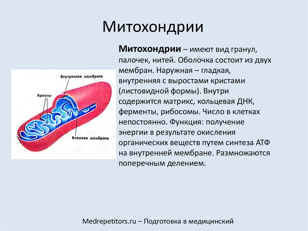 Функция митохондрии является. Структура органоидов митохондрия. Внутреннее вещество митохондрий.. Функции наружной мембраны митохондрий. Строение Крист митохондрий.