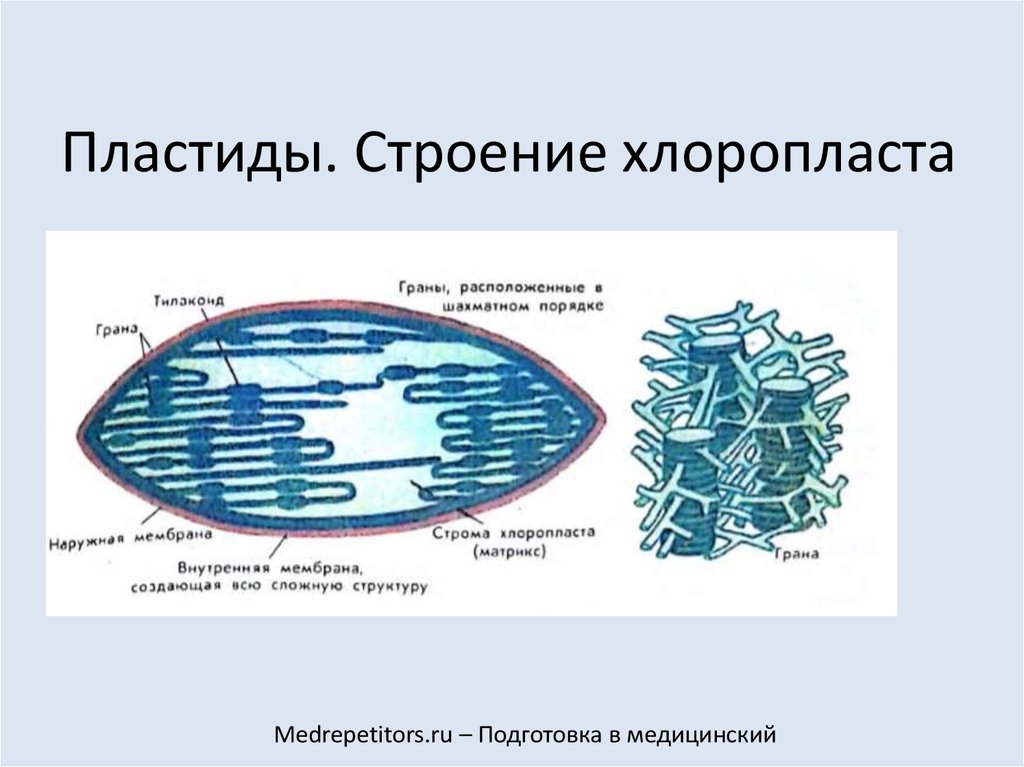 Пластиды строение. Пластиды хлоропласты строение. Пластиды строение и функции рисунок. Схема строения пластиды. Рис. 3. строение хлоропласта.