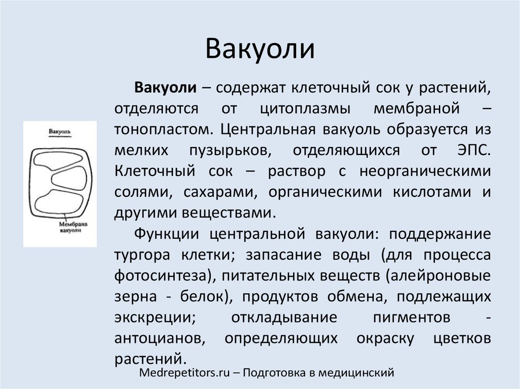 Функции вакуоля