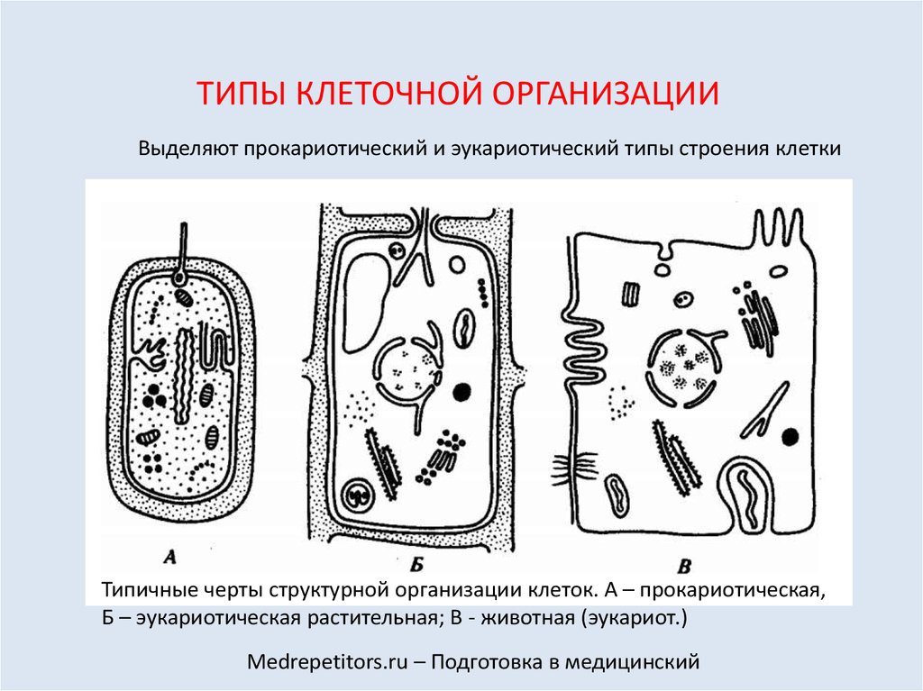 Схема прокариотической клетки