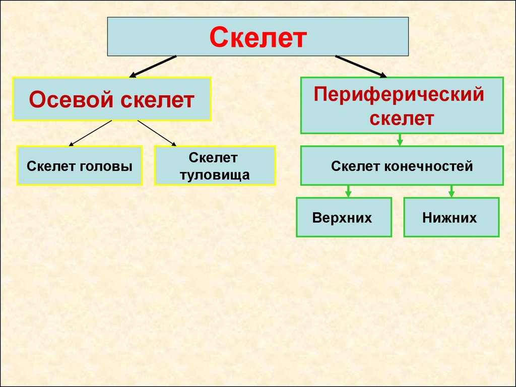 Осевой скелет. Осевой и периферический скелет. Осевой скелет скелет головы. Осевой и периферический скелет животных. Периферический скелет человека.