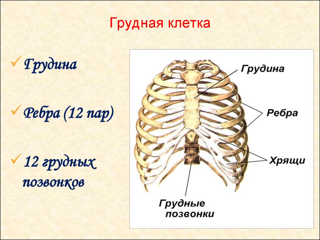 Грудная клетка презентация