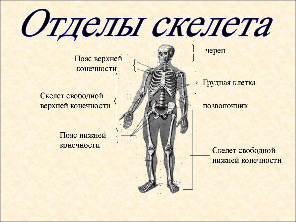 Какой отдел скелета есть. Отделы скелета. Назовите отделы скелета. Скелет человека делится на отделы. Скелет верхних и нижних конечностей отделы.