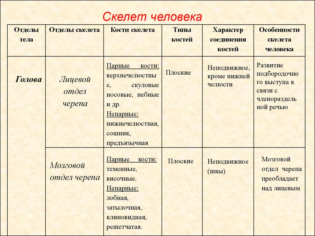 Характеристика туловища. Таблица отделы тела отделы скелета. Отделы скелета человека 8 класс биология. Таблица отделы скелета кости образующие отдел. Функции скелета скелет головы череп отделы скелета таблица.