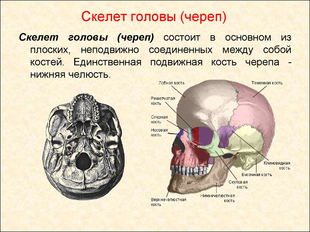 Подвижное соединение в черепе. Строение скелета головы туловища и конечностей. Строение костей скелета головы. Строение костей черепа туловища. Скелет головы мозговой отдел костей.