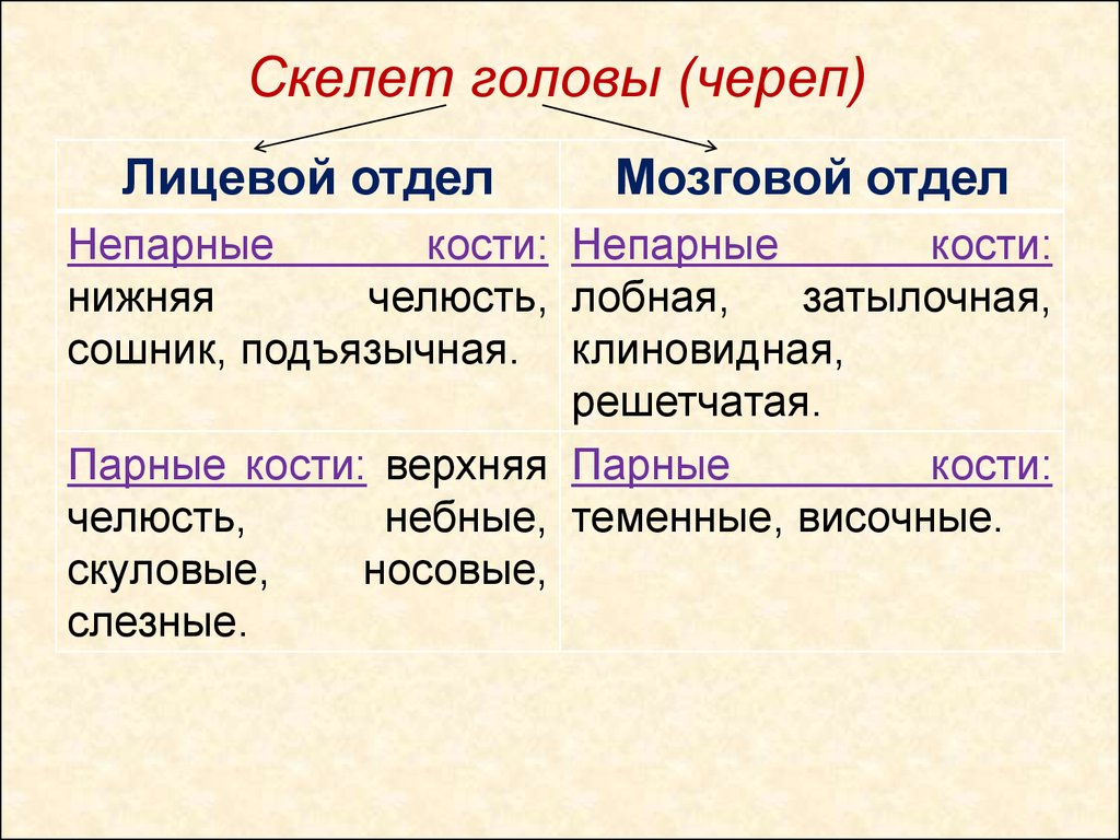 К мозговому отделу черепа относятся кости. Парные и непарные кости черепа. Кости мозгового черепа парные и непарные. Парные и непарные кости черепа таблица. Парные и непарные кости черепа человека.