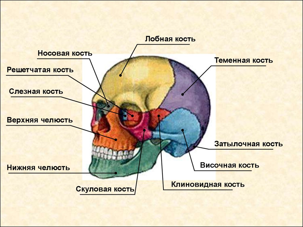 Кости черепа каждая кость. Строение скелета головы биология 8 класс. Строение кости черепа человека. Скелет головы 8 класс биология. Биология 8 класс скелет головы и туловища.