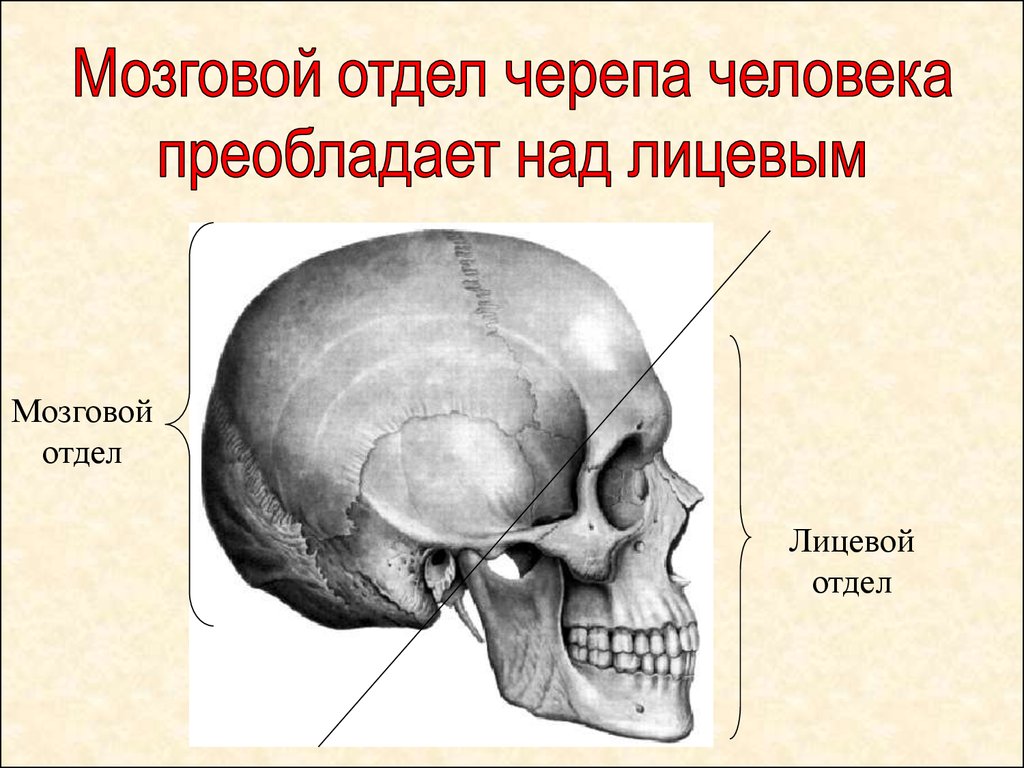 Головной мозг кости