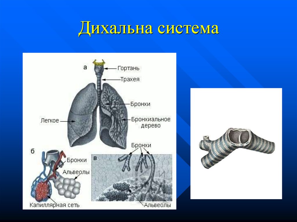 Функции бронхов. Дихальна система. Развиваем дыхательную систему. Бронхи новорожденного ребенка. Развитие дыхательной системы у детей.