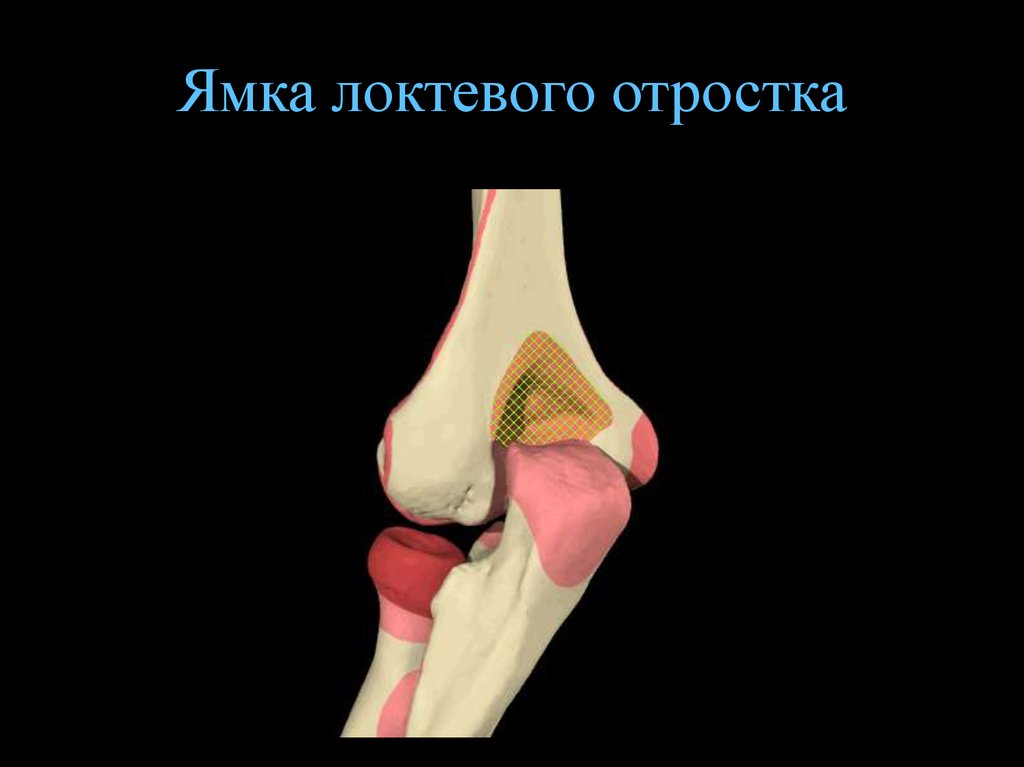 Локтевой отросток. Ямка локтевого отростка. Ямка локтевого отростка плечевой кости. Локтевая ямка локтевой кости. Ямка локтевого отростка на латыни.