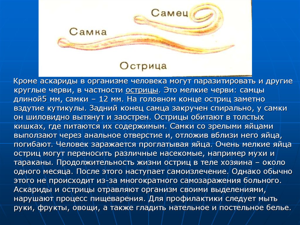К какому типу животных относят аскариду. Черви паразиты Острица. Тип круглые черви Острица. Тип круглые черви человеческая аскарида 7 класс. Класс круглые черви Тип острицы.