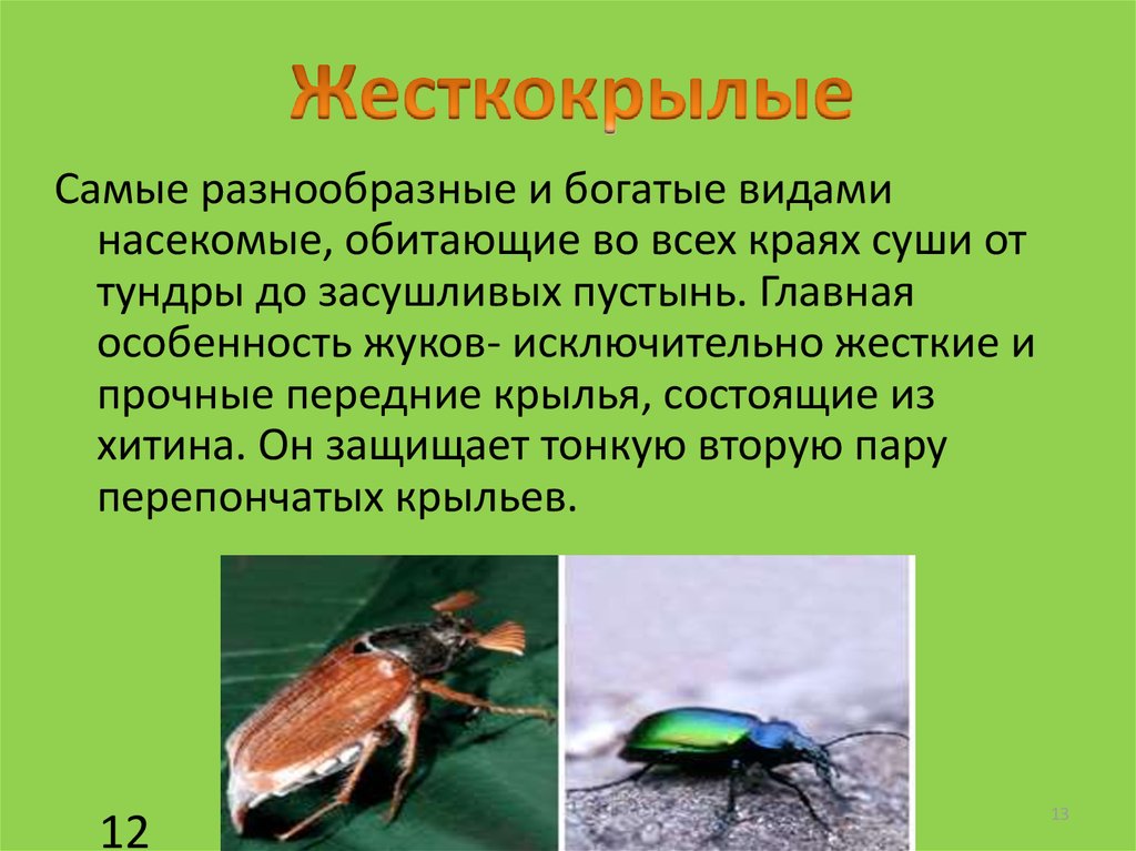 Адаптация насекомых к сезонным изменениям. Приспособления насекомых. Приспособления насекомых к среде обитания. Виды приспособлений насекомых. В каких средах обитают насекомые.