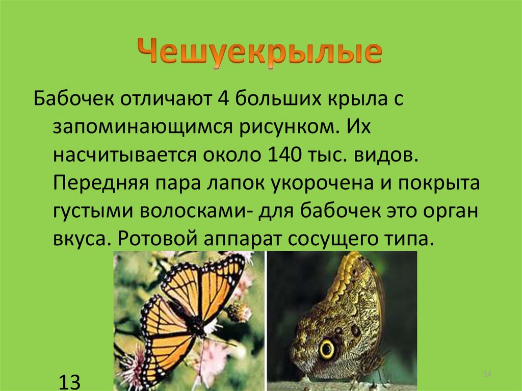 Какой тип развития характерен для бабочек. Органы вкуса у бабочек. Мотылек и бабочка отличия. Отличие мотылька от бабочки. Как различить бабочек.