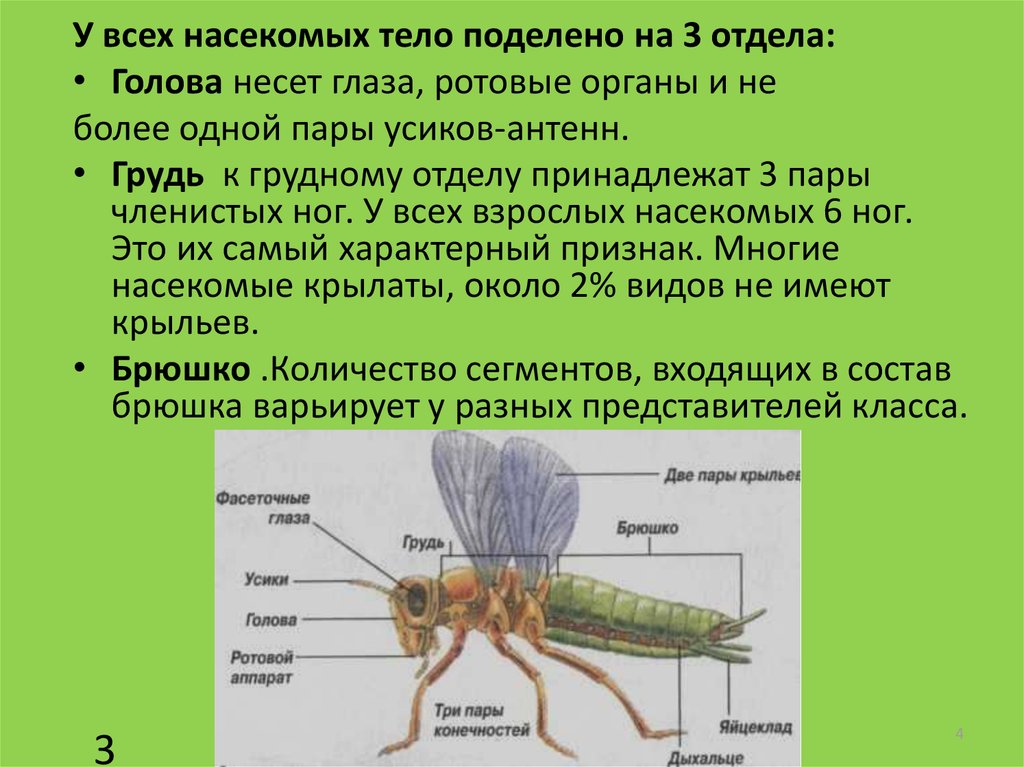 Жизнь насекомых тел