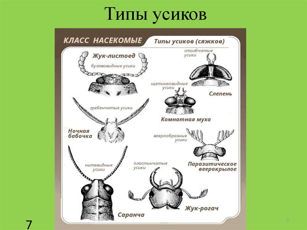 Типы насекомых. Тип усиков у Жуков. Типы антенн насекомых. Типы усиков насекомых и представители. Строение усиков насекомых.