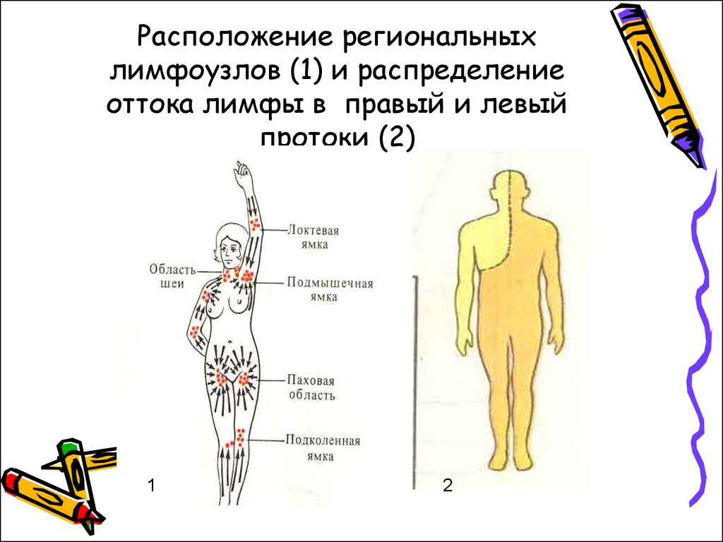 Регионарные лимфатические узлы схема