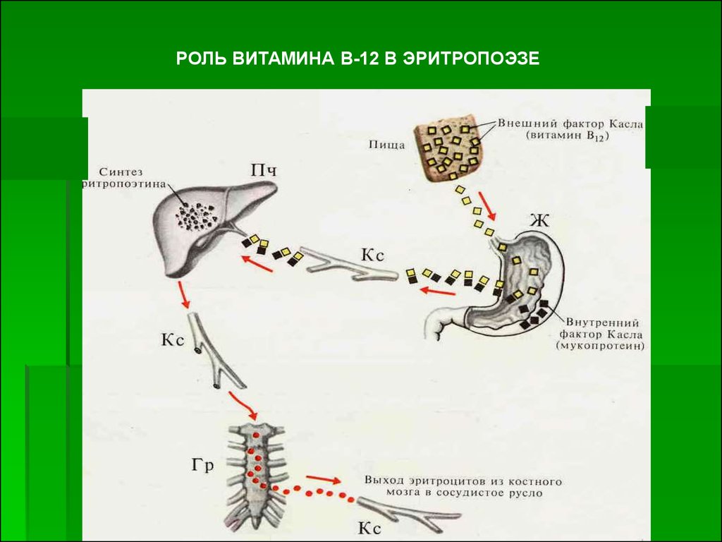 Роль в 12. Витамин б12 фактор Касла. Роль витамина в12 в эритропоэзе. Механизм действия витамина в12. Внешний и внутренний фактор Касла.