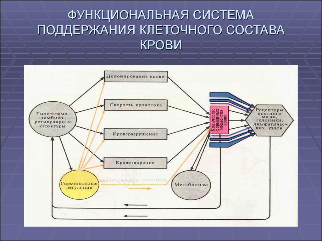 Схема функциональной системы дыхания