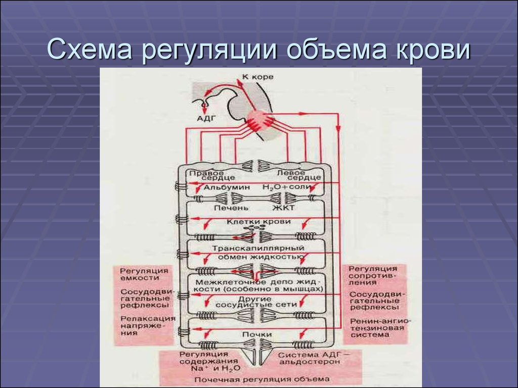 Нарисуйте схему функциональной системы регуляции минутного объема крови