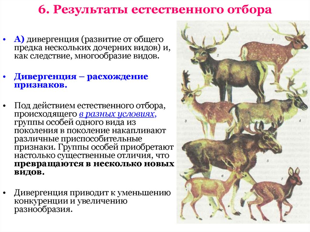 Результаты отбора. Результат естественного отбора. Результат отбора естественного отбора. Результаты естественноно отбора