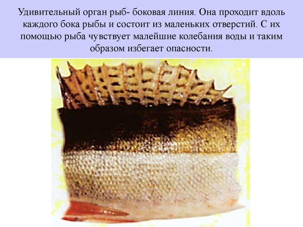 Функция органа боковой линии рыб. Боковая линия у рыб. Органы боковой линии у рыб. Орган боковой линии у рыб проходит. Отверствие рыб боковая линия.