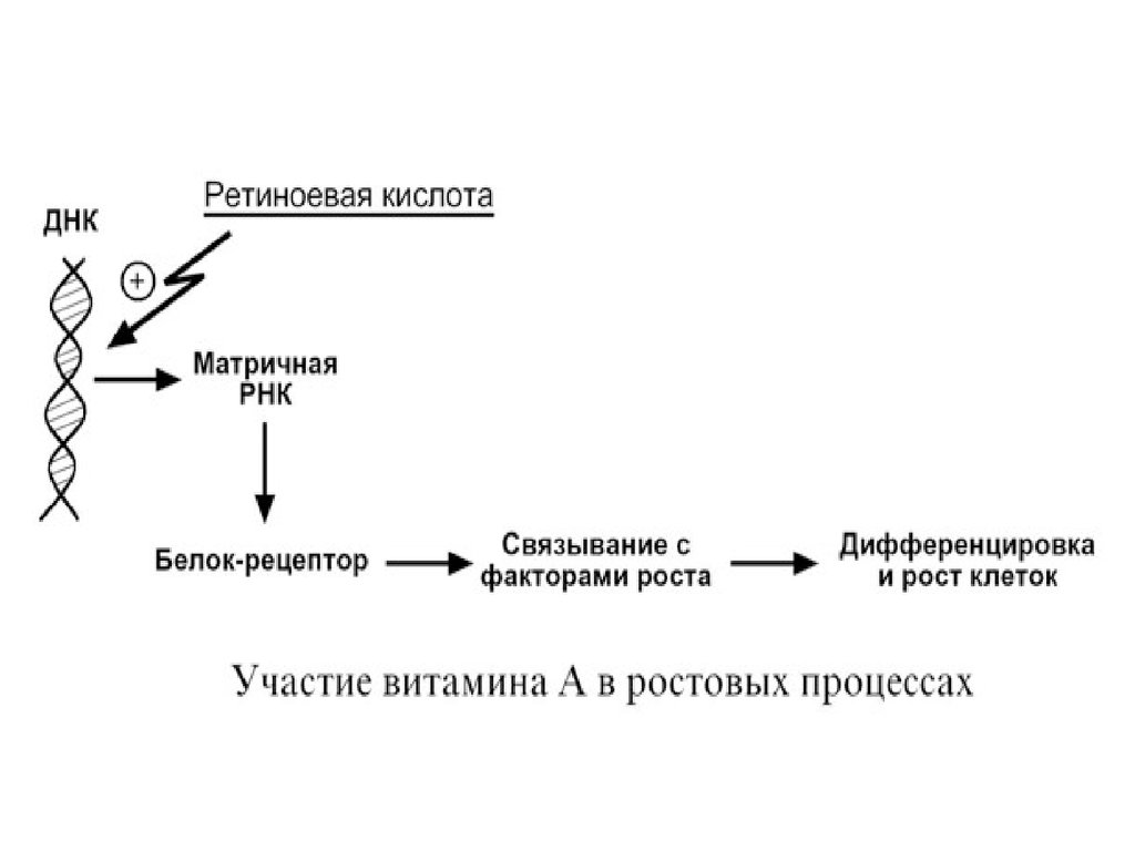 Матрица белка. Механизм действия ретиноевой кислоты. Рецепторы ретиноевой кислоты. Участие витамина а в ростовых процессах. Ретиноевая кислота роль в дифференцировке клеток.