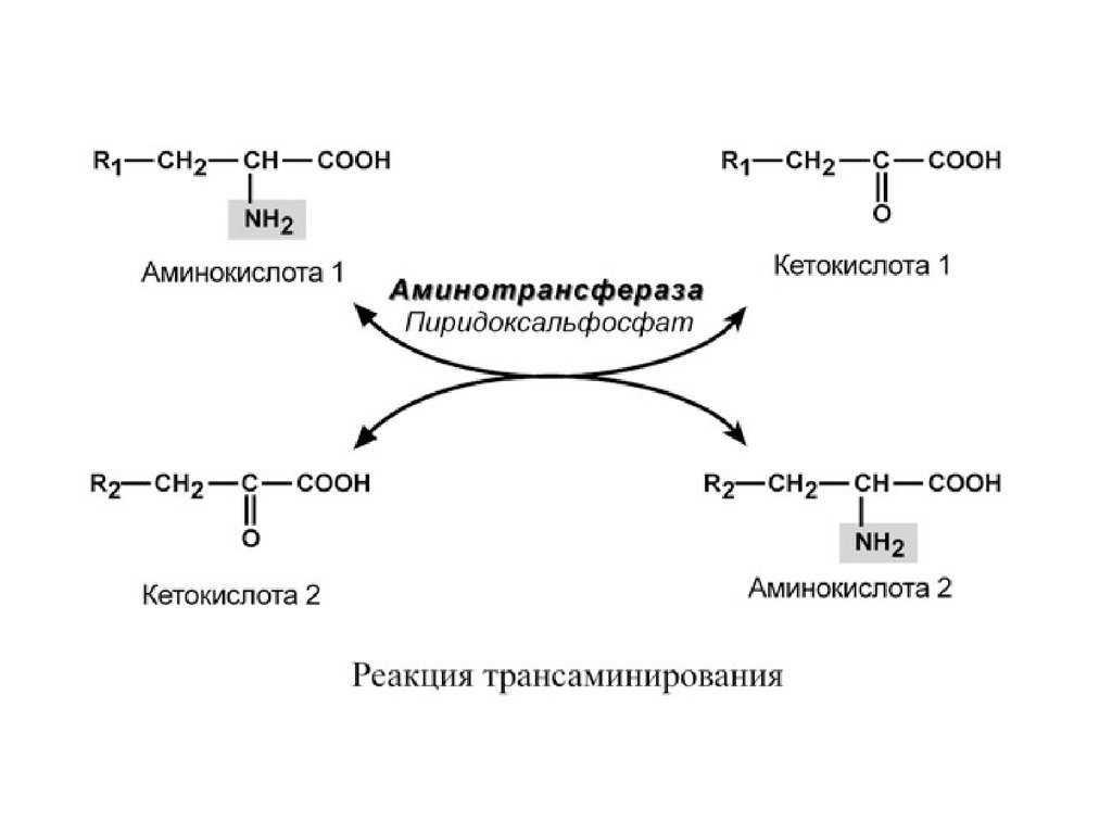 Аминокислоты это ферменты. Общая схема реакции трансаминирования аминокислот. Механизм переаминирования аминокислот. Схема переаминирования аминокислот. Трансаминирование аминокислот пример реакции.