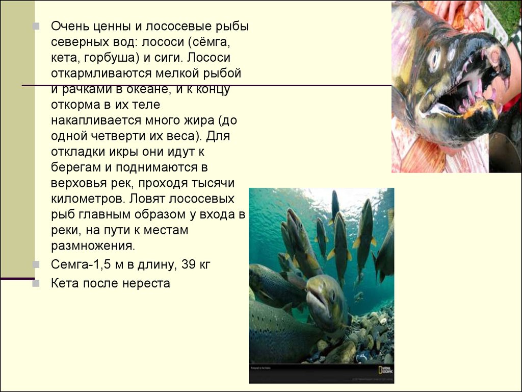 Ценные лососевые рыбы. Северная рыба в воде. Промысловые рыбы доклад. Сообщение 2 класс о Северной рыбе. Сообщение о любой промысловой рыбе.