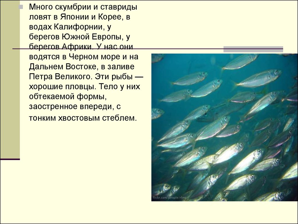 Промысловое значение каких морей особенно велико почему. Промысловые рыбы. Промысловые рыбы обитающие в морях. Японское море рыбы промысловые. Рыбы обитающие в японском море.