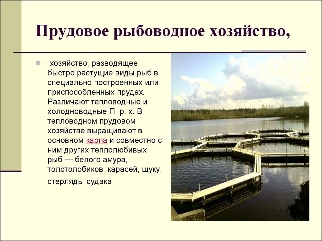 План развития рыбоводного хозяйства на заявленный период действия договора