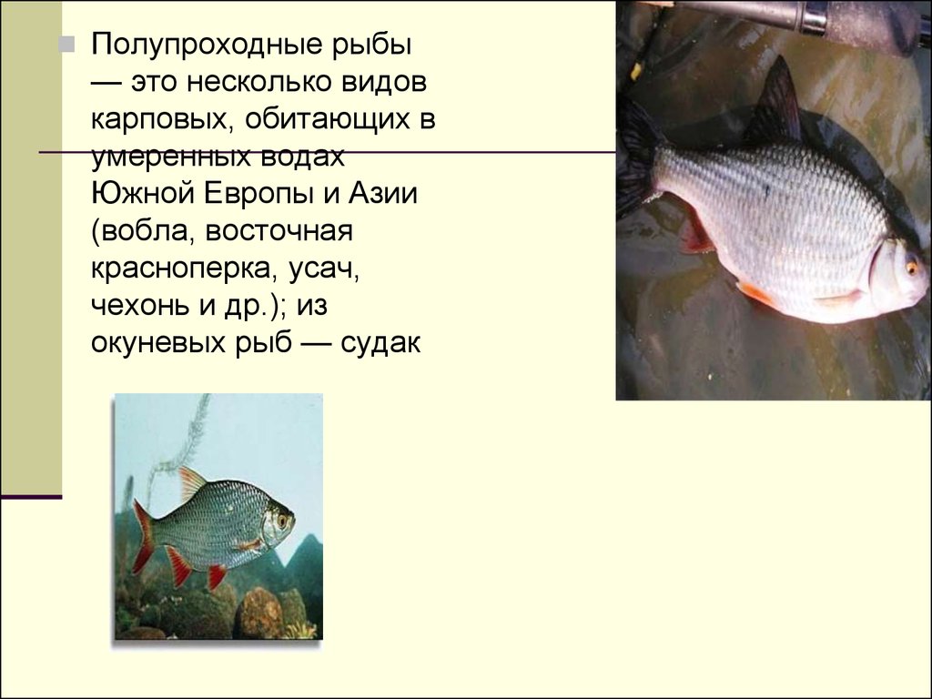 Почему численность промысловых рыб. Полупроходные рыбы. Привести примеры проходных и полупроходных рыб. Разновидности карповых рыб фото с описанием. Проходные и полупроходные рыбы примеры.