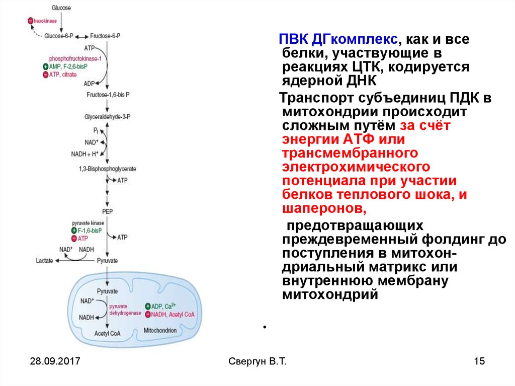 Глюконеогенез реакции биохимия