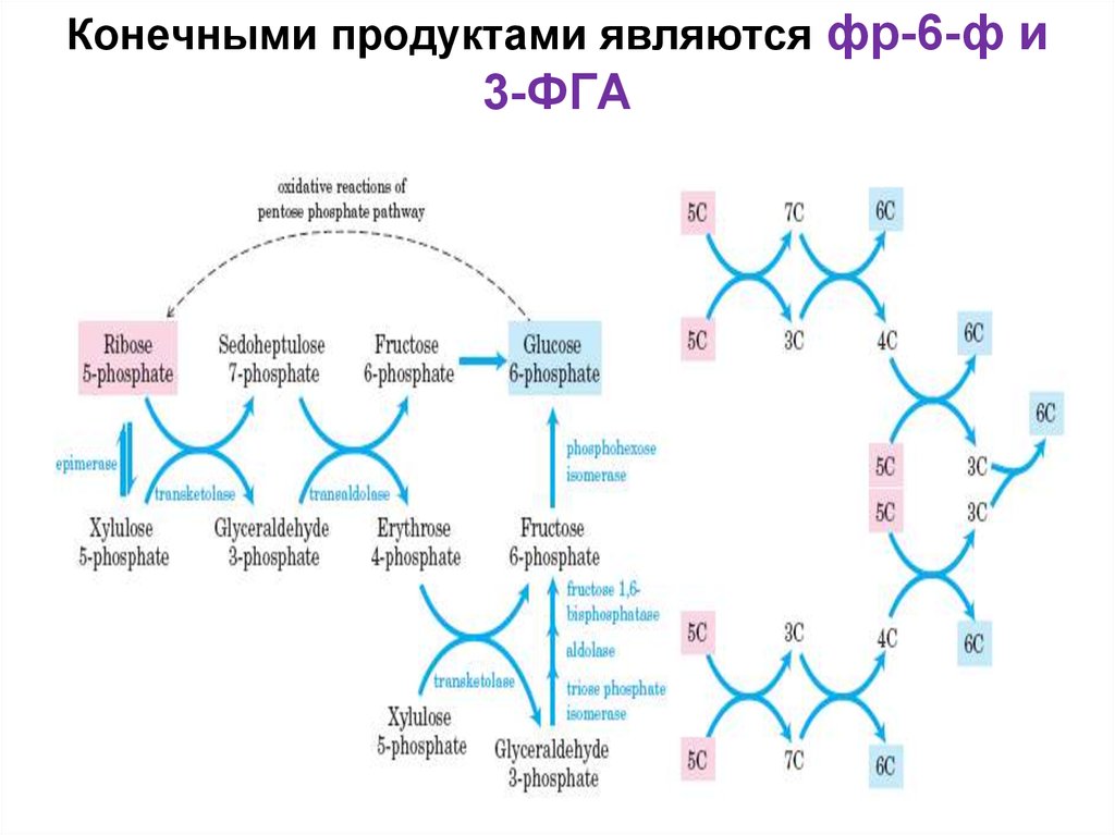 Конечный продукт глюкоза. ФГА биохимия. 3 ФГА биохимия. ФГА формула. ФГА формула биохимия.