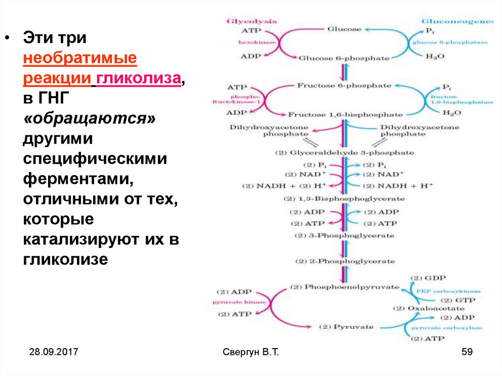 Гликолиз схема процесса ферменты и их локализация