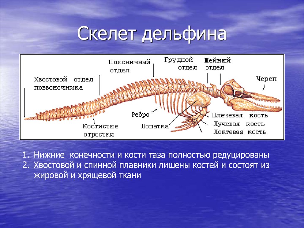 Длинный хвостовой отдел позвоночника. Дельфин строение конечностей. Скелет кита с названием костей. Строение конечности дельфина. Строение скелета китообразных.