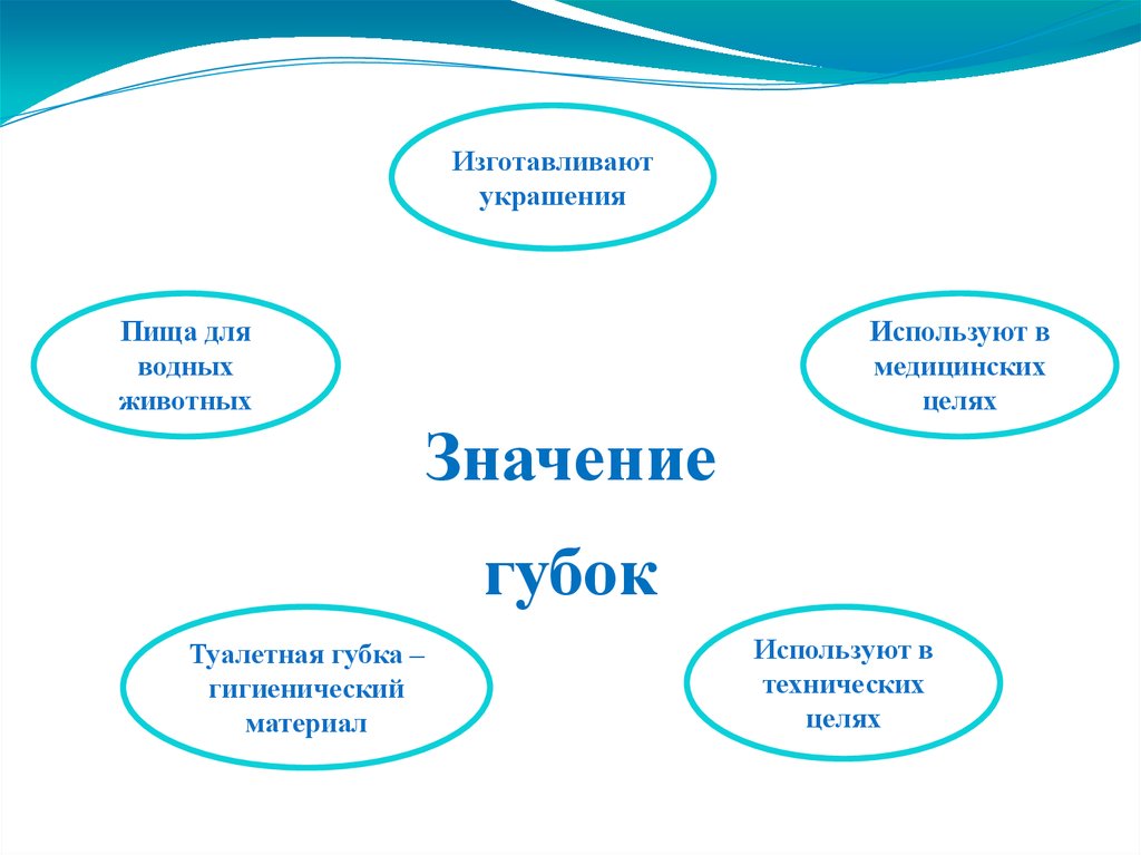 Помимо. Значение губок. Тип губки значение. Значение губок в природе. Использование губок человеком.