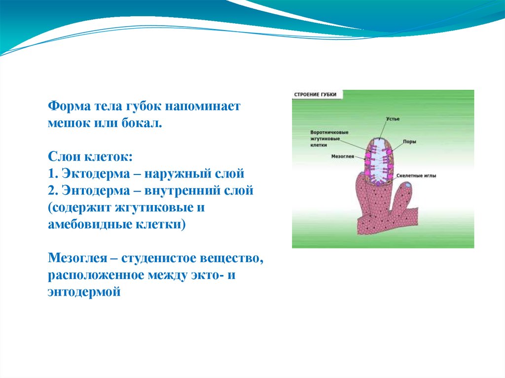 2 слоя клеток. Строение губок биология 7 класс. Губки строение тела. Наружный слой тела губок. Клетки наружного слоя губки.