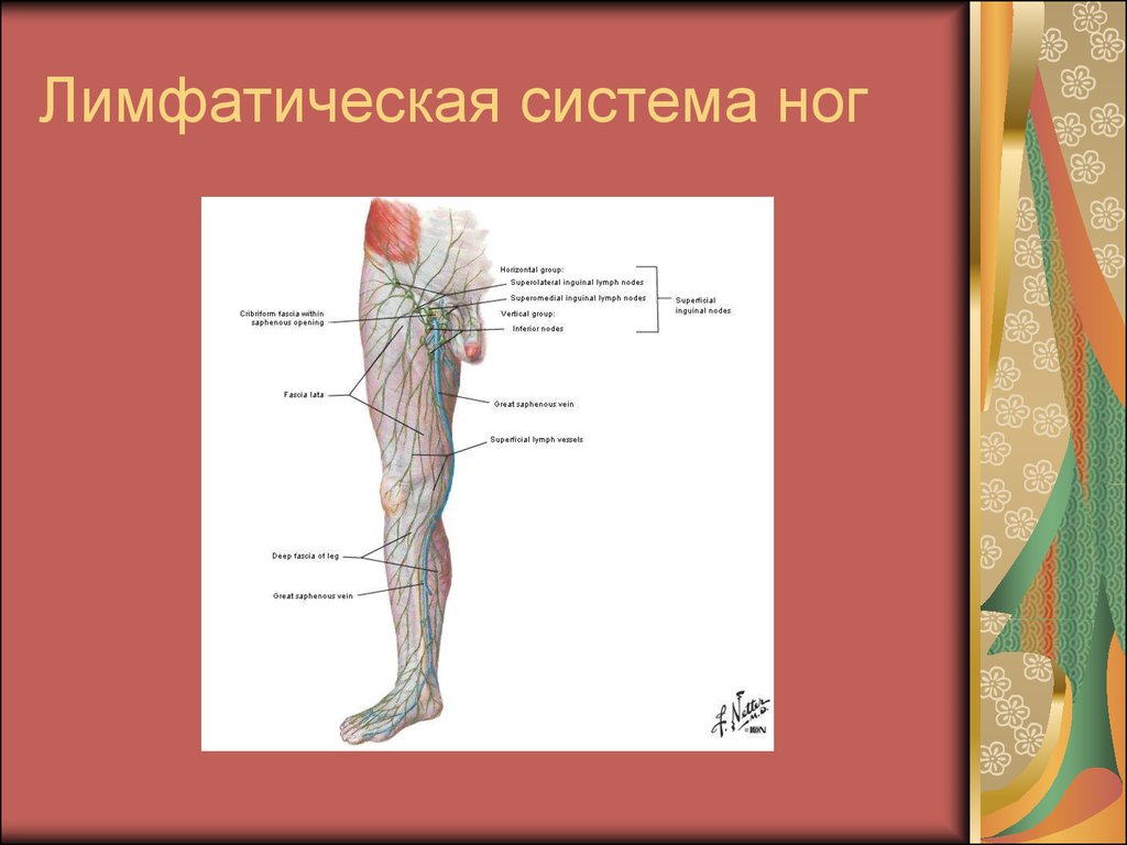 Лимфоузлы на ногах где. Лимфатическая система ног. Лимфатические узлы на ногах расположение. Лимфатическая система ноги человека. Лимфатическая система бедра.
