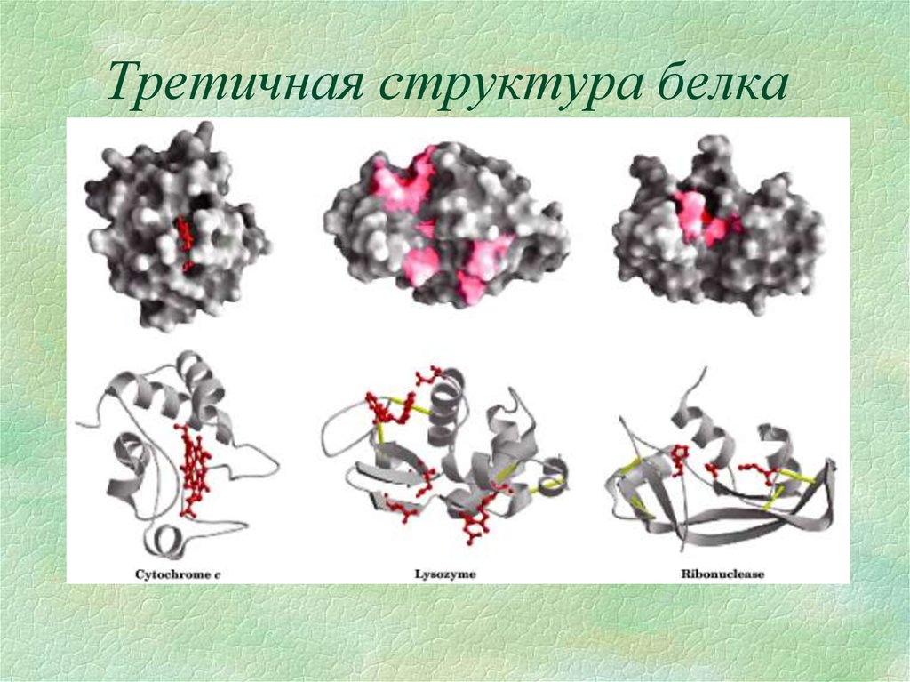 Глобула. Третичная структура белка рисунок. Третичная структура белка. Третичное строение белка. Третичная структура белка строение.