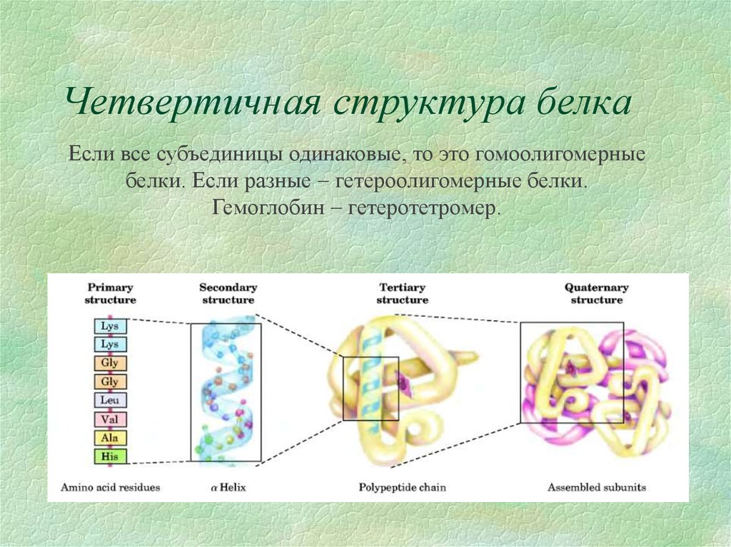 Строение белка. Четвертичная структура белка это структура. Четвертичная структура белка структура белка. Четвертичная структура белка строение. Структуру белков четвертичная структура.