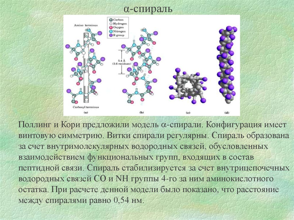 Имеет конфигурацию. Вторичная структура белка модель Полинга-кори. Модель Полинга кори вторичная структура. Альфа спираль Полинга. Конфигурация белка.