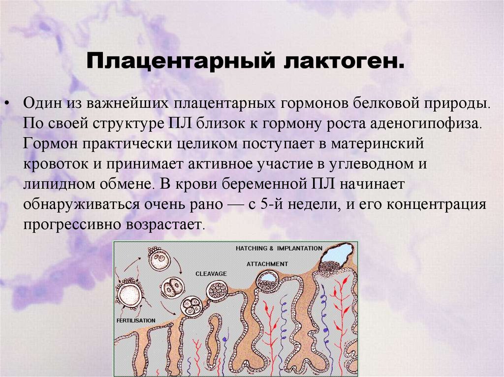 Гормоны плаценты презентация