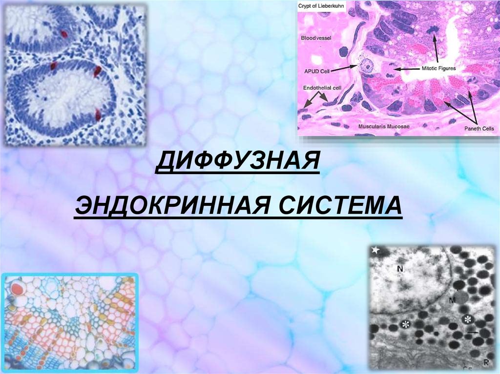 Гормоны плаценты презентация