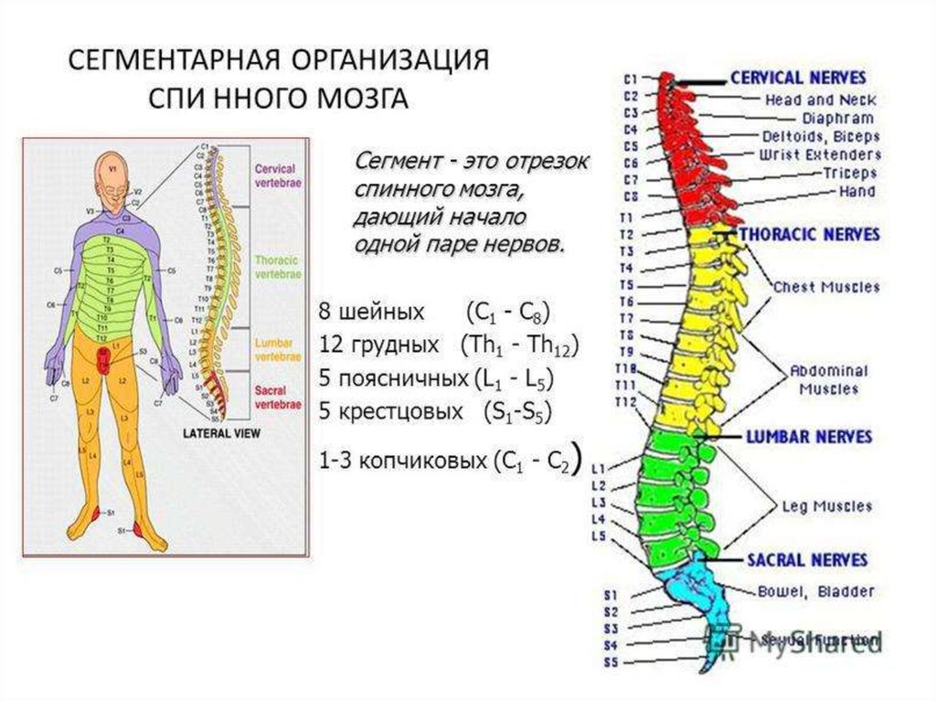 Отделы позвоночника у простейших. Th4 th10 позвонков. Th5-th12 позвонка. Сегмент спинного мозга s1. Сегменты спинного мозга и спинномозговые нервы.