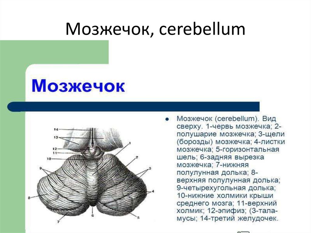 Мозжечок. Строение мозжечка человека. Горизонтальная щель мозжечка. Мозжечок сзади строение. Мозжечок вид сбоку.