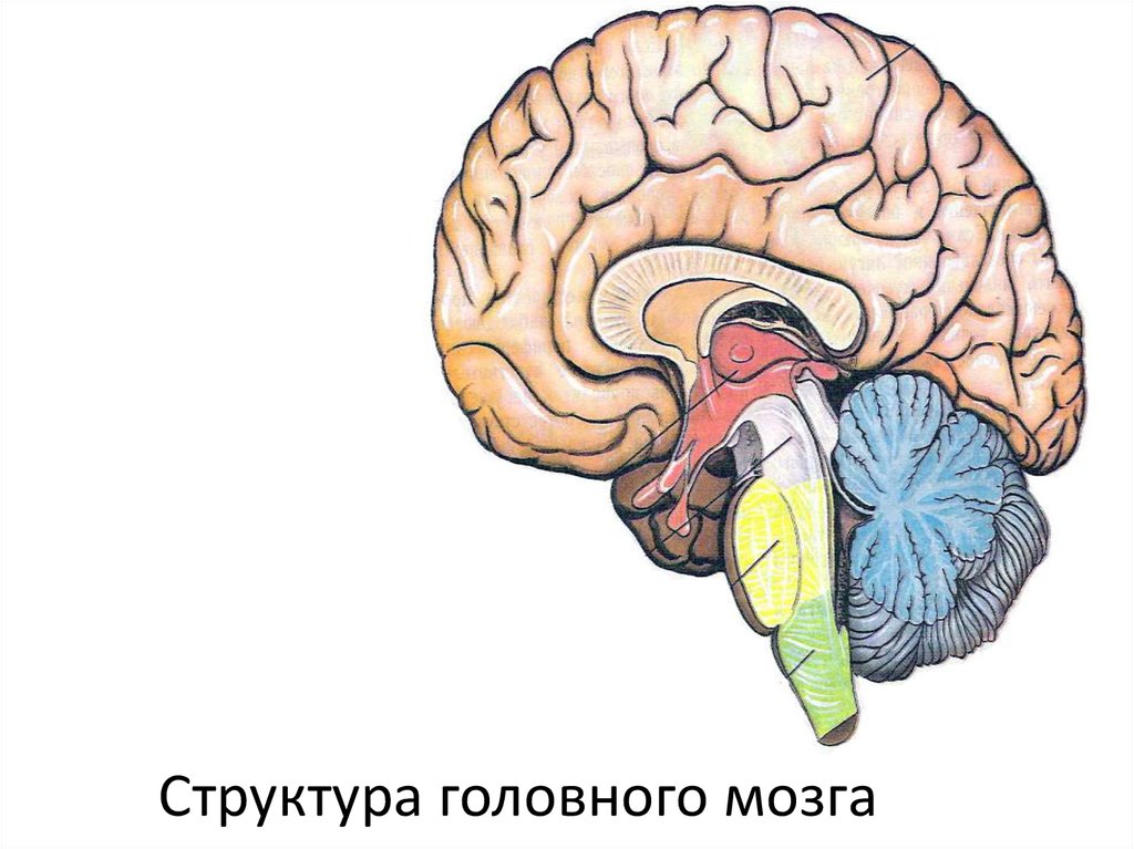 Головной мозг 7 класс. Головной мозг. Структуры головного мозга. Строение мозга. Анатомия головного мозга человека.
