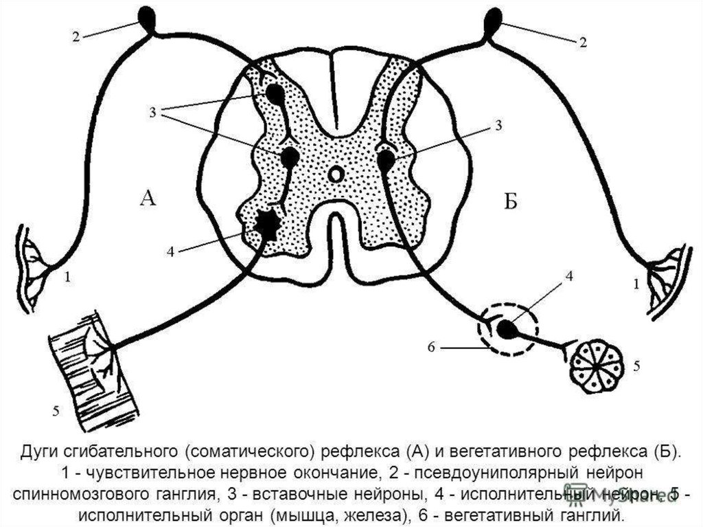 Рефлекторная дуга с мозгом. Соматический спинальный рефлекс дуга. Схема рефлекторной дуги спинномозгового рефлекса. Схема дуги спинального вегетативного рефлекса. Схема цереброспинальной рефлекторной дуги.