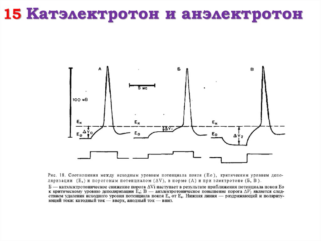 Электротон. Катэлектротон и анэлектротон. Катэлектротон и анэлектротон физиология. Катодическая депрессия физиология. МПП под катодом при возникновении возбуждения.