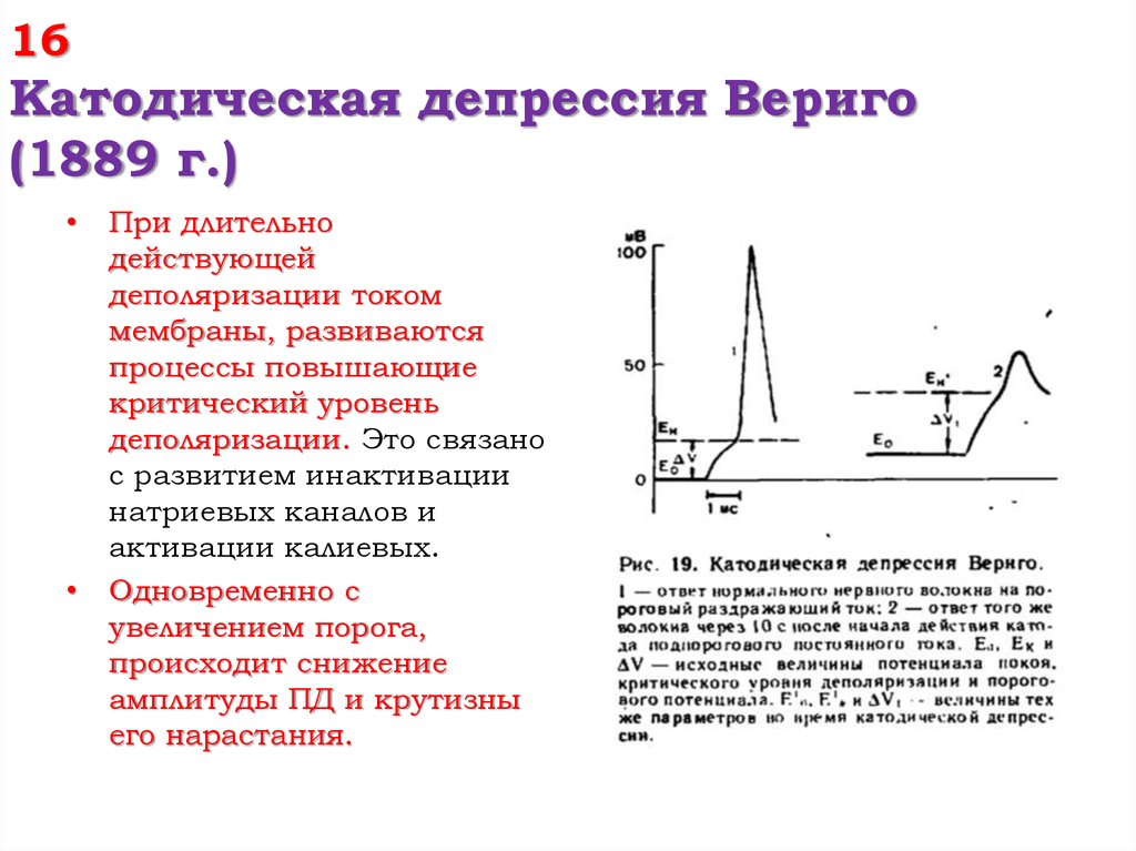 Катодическая депрессия Вериго. Катодическая депрессия по б.ф. Вериго. Депрессия Вериго физиология. Катодическая депрессия, анодическая экзальтация (б.ф.Вериго)..