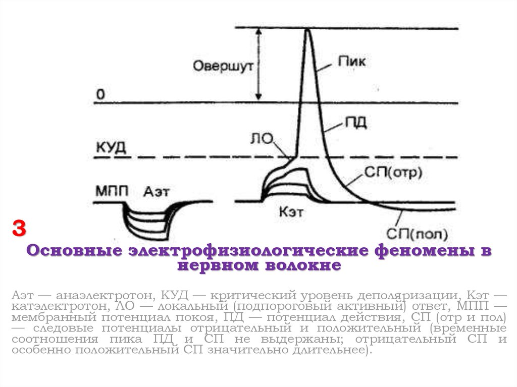 Электротон. Критический уровень деполяризации. Пик потенциала действия. Критический уровень деполяризации физиология. Куд критический уровень деполяризации.